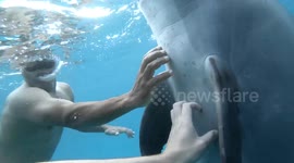 Moment fishermen pet friendly dolphin in the Red Sea