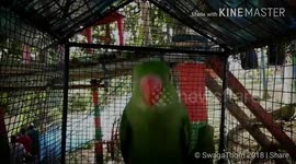 The Headbanging Parrot ft. Chop Suey