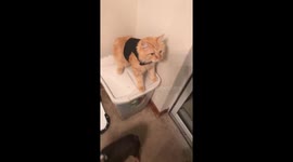 Cat gives the stink eye