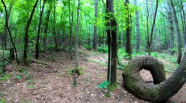 Tree Grows in a Loop