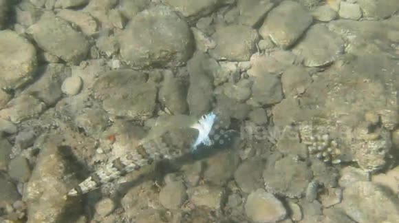 Lizard Fish catches a prey