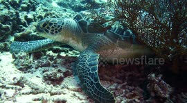 Sea turtle scratching an itch on a gorgonian sea fan