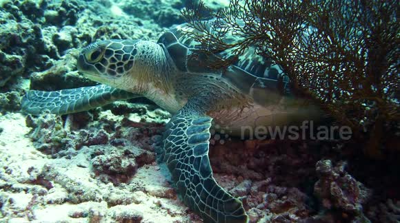 Turtle Scratching Sea turtle scratching an itch on a gorgonian sea fan - Buy, Sell or ...