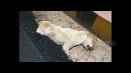 Uproar after construction crew lay road on sleeping dog