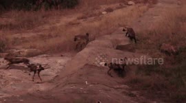 Wild dogs attempt in vain to reclaim their stolen kill from hyenas