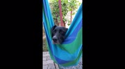 temp