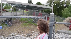 Little girl thinks baby goat breastfeeding is ‘procreating’