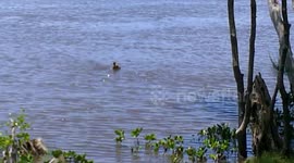 Kangaroo cools down with a dip in Gold Coast, Australia