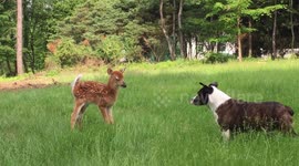 Dog and baby deer aren't the biggest fan of each other