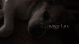 Blind Old Chug Surprise Wakeup Compilation