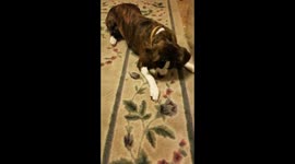 puppy vs ant.... Fight!