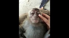 Mama monkey enjoying some face massage