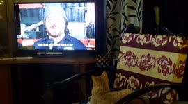 Cat loves watching Impractical Jokers.