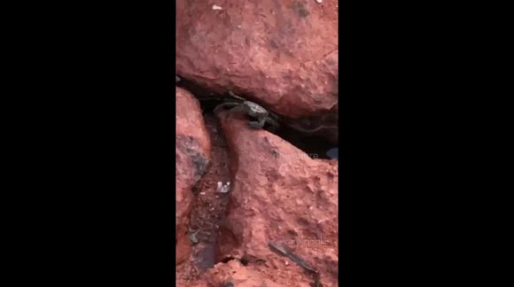 Sassy crab does cut-throat gesture to camera