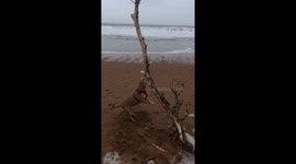Determined staffy struggles with stick on the beach and makes funny angry noises