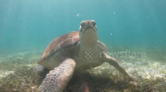 Marine turtle eating seagrass