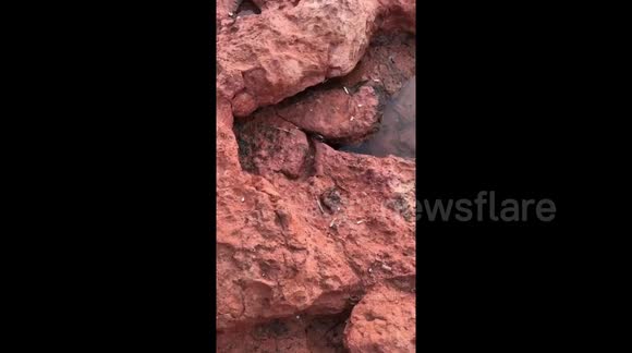 Sassy crab does cut-throat gesture to camera