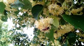 the bee collects honey