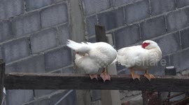 A duck sleeps while another keeps pruning itself, and rooster crows in the background.
