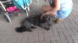 Funny dog sings along Over the Rainbow at Grenfell Tower memorial event next to the Wall of Truth