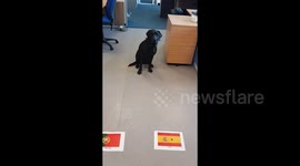 Ronaldo, look away now! Mollie the Labrador predicts outcome of Spain-Portugal