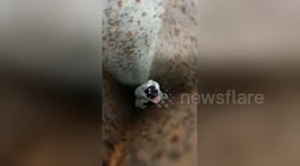 Incredible moment LIZARD jumps at teenager to bite his NOSE