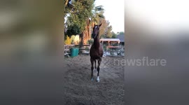 Newsflare Edit - Lasair : A Big Puppy