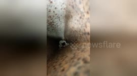 Terrifying moment lizard jumps at teenager to bite his nose