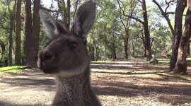 Who is looking at me? A curious female Grey Kangaroo getting almost too close to my camera.