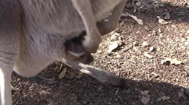 A very cute Kangaroo Joey in its mother's pouch - how close is that!