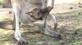 A Grey Kangaroo Joey with his head and hind legs sticking out of the pouch.