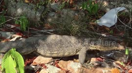 Huge monitor lizard skulks close to the family causing surprise and interest in this giant reptile,