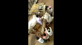 Bull is trapped by bad carring system