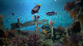 Aquascapes at Sea Life Ocean World,Bangkok