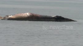 10m-long giant whale shark washes up dead in East Java