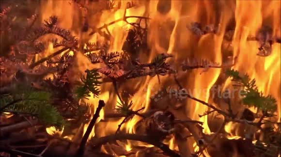 Burning Bows Fire & Flames