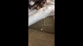 two rescue dogs cuddling