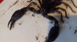 Forest Scorpion Large Black Species