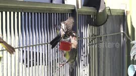 Battling Aussie birds at a nectar feeder
