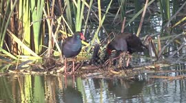 Look! A Purple Swamphen one eating food from its foot!