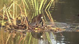 This is hard work - a Purple Swamphen putting its head under water to get bulrush roots to eat