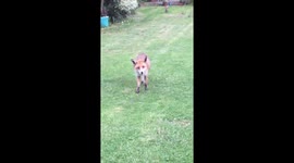 Well I'm being spoilt tonight by my lovely #fox #family @BBCLeicester #urban #wildlife https://t.co/60EUXpwqtJ