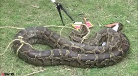 This is the moment wildlife ranger was almost crushed by a 30ft python - after he posed for SELFIE with it wrapped around his neck.