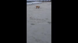 Daisy meets sand crab