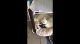 Cat cleans dogs ears to cute