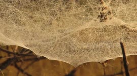 Unique spider web dusted with shiny dew drops