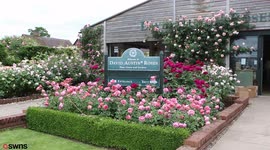 Rose garden grown by world famous David Austin bursts into life in a riot of colour