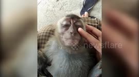 Blissed-out macaque kicks back and enjoys a head massage