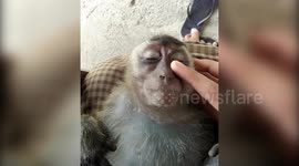 Blissed-out macaque kicks back and enjoys a head massage