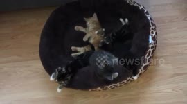 8 kittens in dog bed